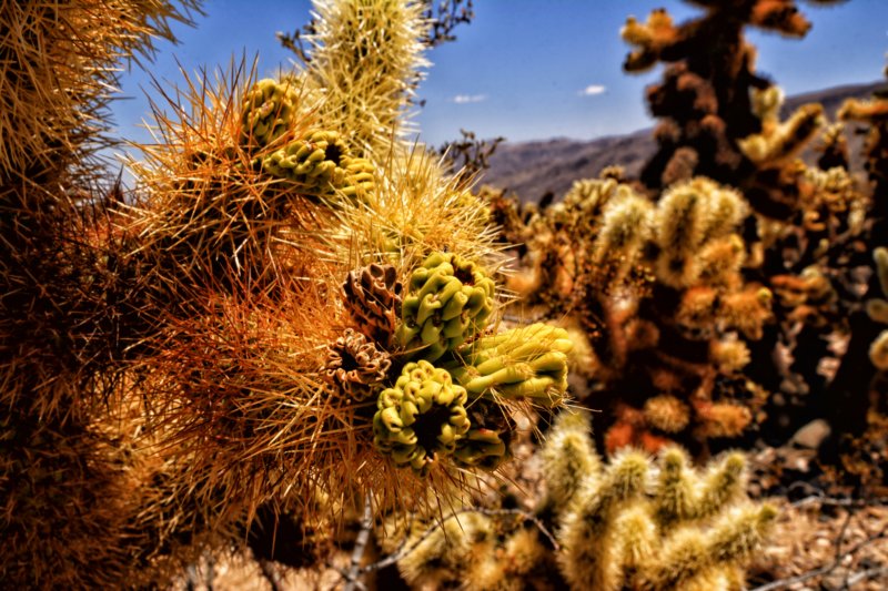 cactus5.jpg